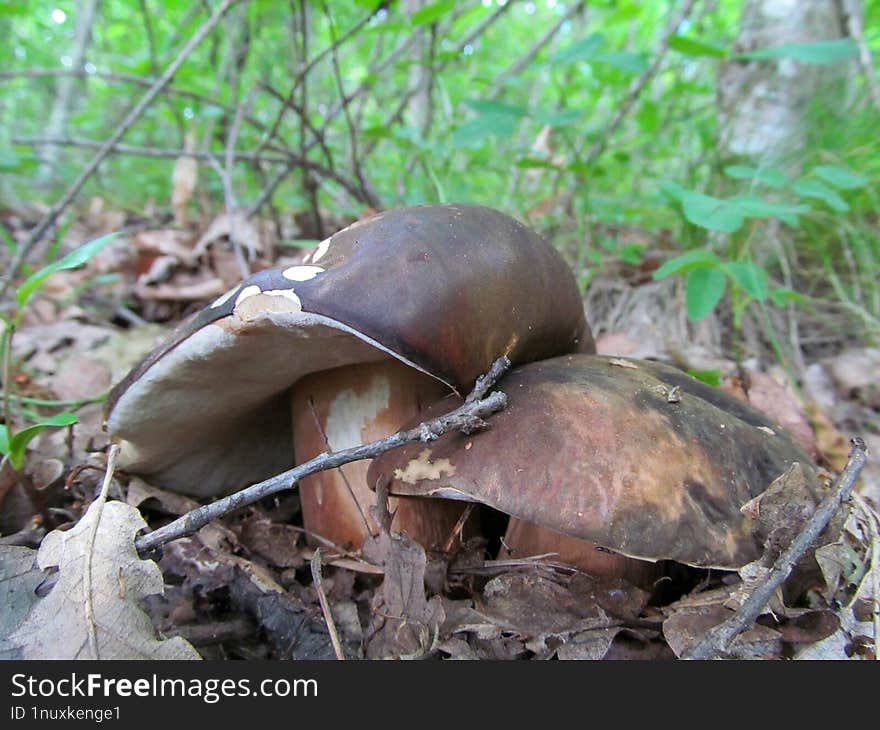 Phaeogyroporus sudanicus - Espesye sa uhong sakop sa division nga Basidiomycota ang Phaeogyroporus sudanicus