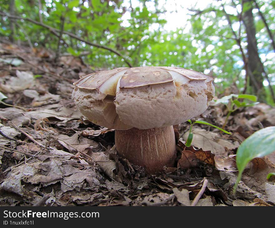 Boletus reticulatus - Boletus reticulatus & x28 alternately known as Boletus aestivalis & x28 Paulet& x29  Fr.& x29 , and commonly