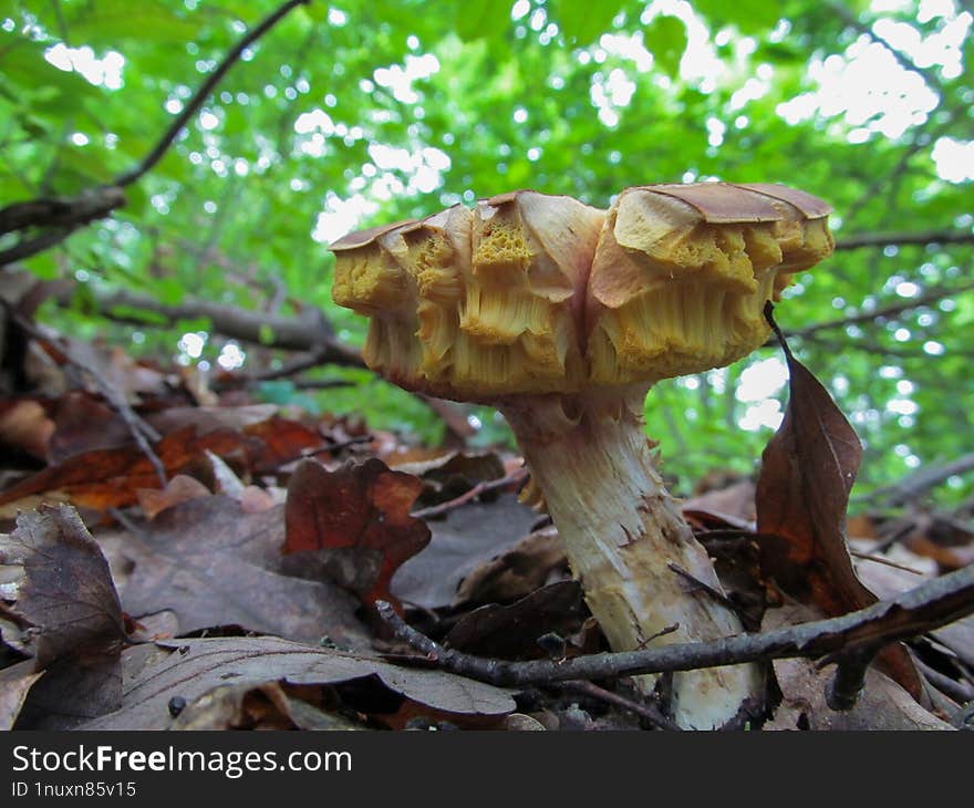 Pulchroboletus -Pulchroboletus is a fungal genus in the family Boletaceae. It was circumscribed in 2014 to contain the species formerly known as Xerocomus roseoalbidus, a rare bolete fungus originally described from Sardinia, Italy. Pulchroboletus roseoalbidus is found in Mediterranean Europe, where it grows in association with oak species and less often Cistus species. In 2017, the species Boletus rubricitrinus was moved to Pulchroboletus. Pulchroboletus rubricitrinus can be found under Quercus in lawns in Florida and Texas.