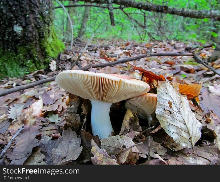 Russula -Russula is a very large genus composed of around 750 worldwide species of ectomycorrhizal mushrooms. They are typically common, fairly large, and brightly colored � making them one of the most recognizable genera among mycologists and mushroom collectors.