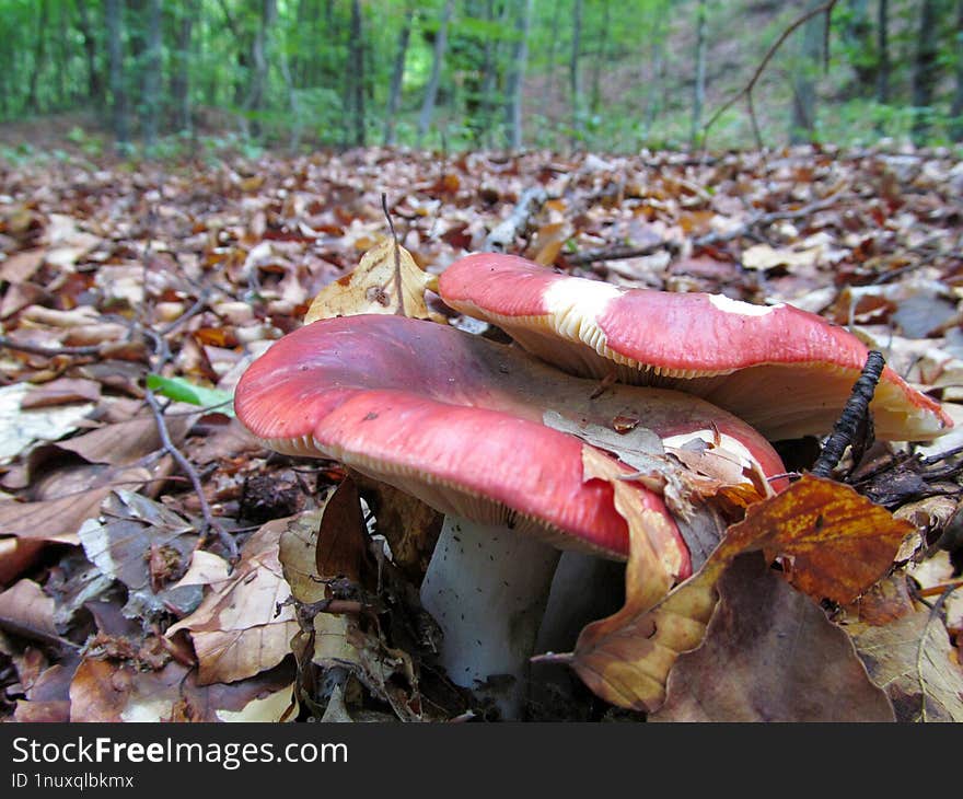 Russula rubroalba - Russula rubroalba appears to be more common in Southern Europe and is associated with broadleaved trees, particularly oaks. This species reminds one of Russula lepida, but the red colors are more saturated and the taste is mild without a hint of acridity or a medicinal taste. Russula rubroalba is a relative of Russula romelii and shares similar spore ornamentation.