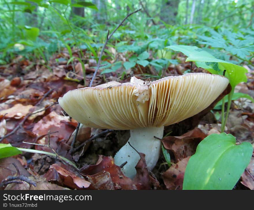 Olive Brittlegill & x28 Russula olivacea& x29