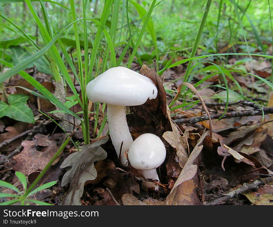 Tricholoma Lascivum - Kaliwatan Sa Uhong Ang Tricholoma Lascivum. Sakop Sa Ka-ulo Nga Basidiomycota, Ug Una Ning Gihulagway Ni Eli