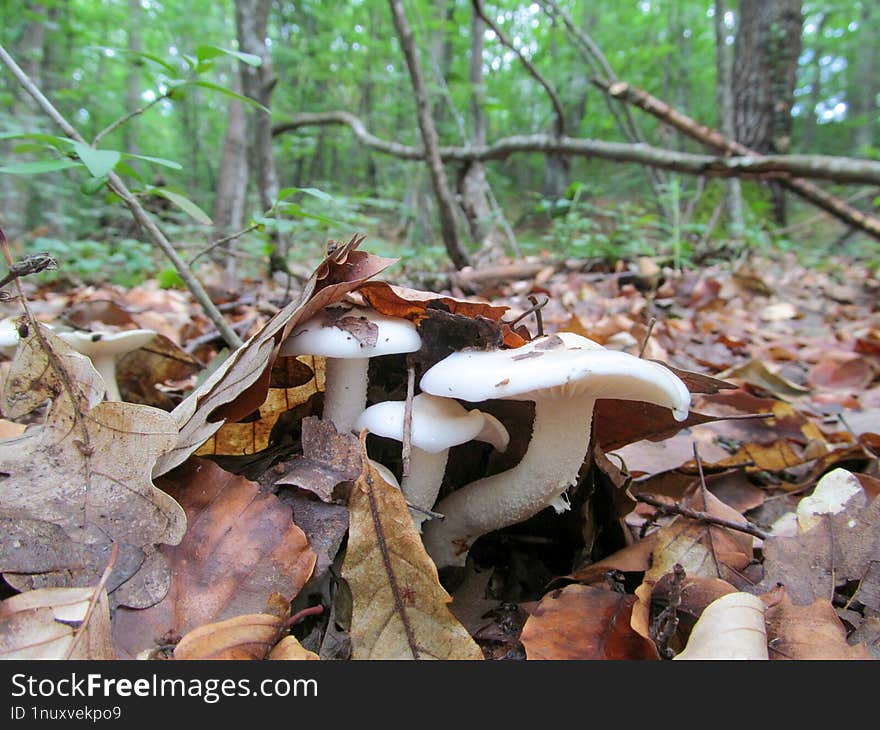 Hygrophorus - Hygrophorus is a genus of agarics & x28 gilled mushrooms& x29  in the family Hygrophoraceae.