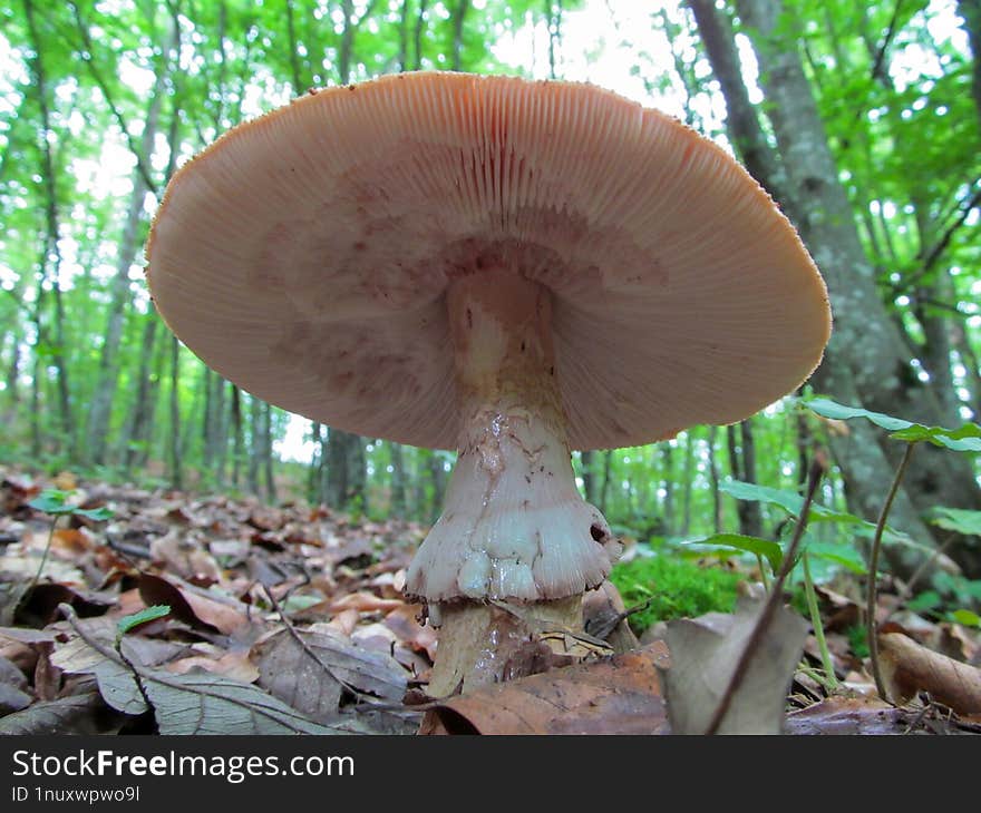 Amanita daucipes - Amanita daucipes is a species of fungus in the family Amanitaceae of the mushroom order Agaricales.