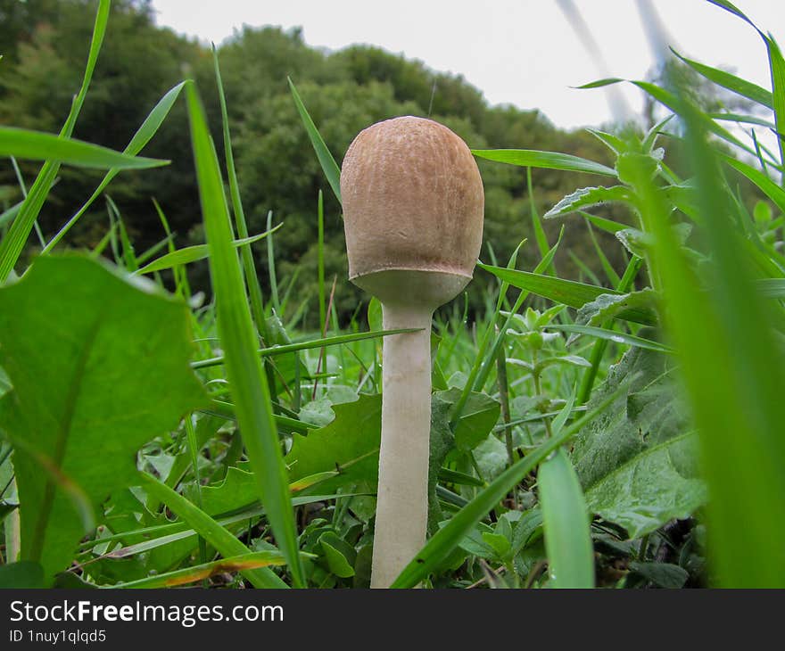 Basidiomycetes Fungus - Basidiomycota is one of two large divisions that, together with the Ascomycota, constitute the subkingdom Dikarya often referred to as the higher fungi. Basidiomycetes Fungus - Basidiomycota is one of two large divisions that, together with the Ascomycota, constitute the subkingdom Dikarya often referred to as the higher fungi