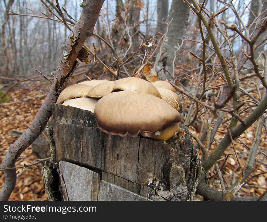 Pleurotus ostreatus, aka oyster mushrooms