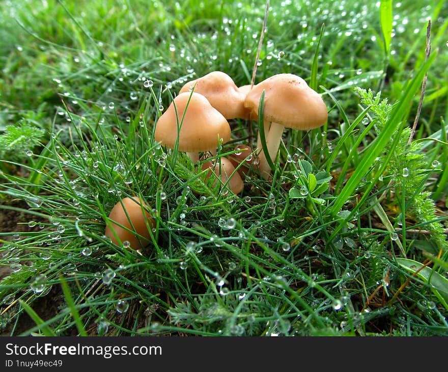 Marasmius oreades, aka Sandpiper, Fairy Ring, or Scotch Bonnet mushroom