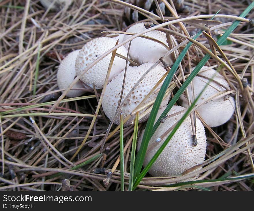 Lycoperdon perlatum - Lycoperdon perlatum, popularly known as the common puffball, warted puffball, gem-studded puffball or devil&