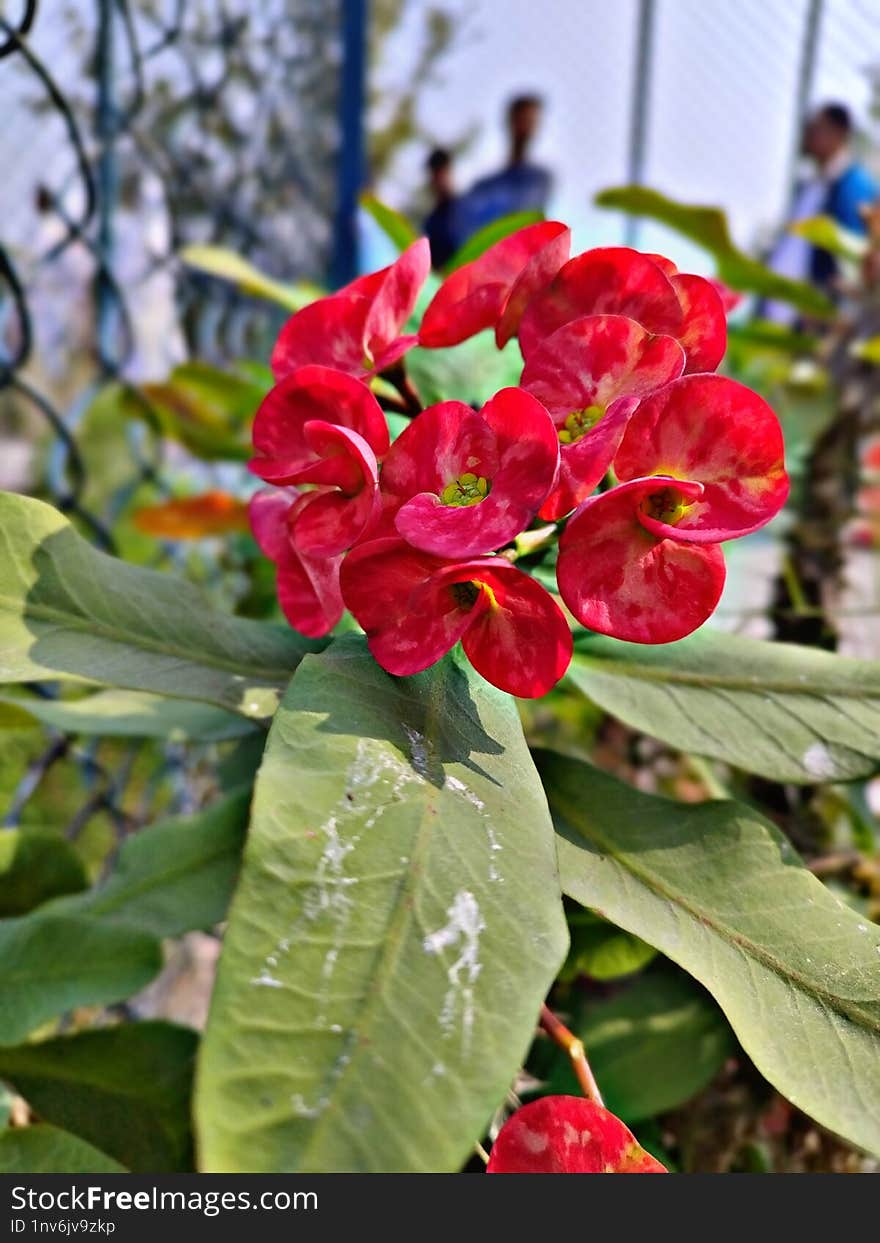 A striking bunch of bright red flowers bursts into view, framed by lush green leaves. The vivid petals display soft gradients of pink and red, forming a circular arrangement that draws attention to the plant& x27 s delicate center. The flowers stand out against a muted backdrop of a wire fence and blurred figures, adding depth to the scene. The greenery surrounding the flowers includes large, textured leaves, with one showing faint white markings. The image beautifully contrasts the organic and natural with the distant, human-made environment.