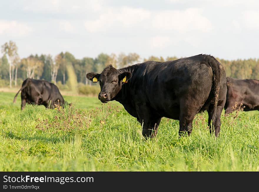 Black Angus Heifer Calf On Grass Field