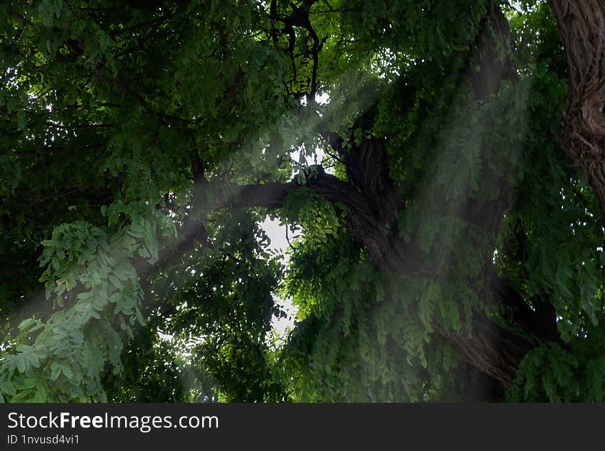 Nature Could Be Such A Beaty And A Little Greens Space, Could Be A Great Landscape