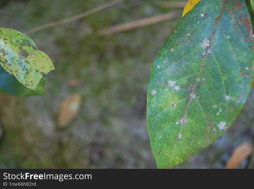 Green leaf in close up