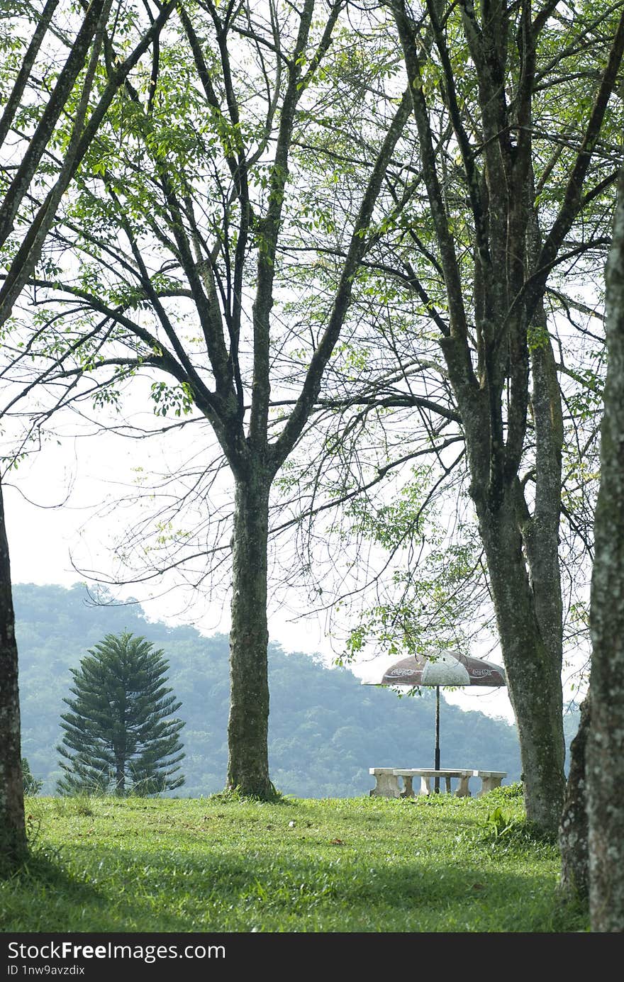 A bench and as umbrella in a forest