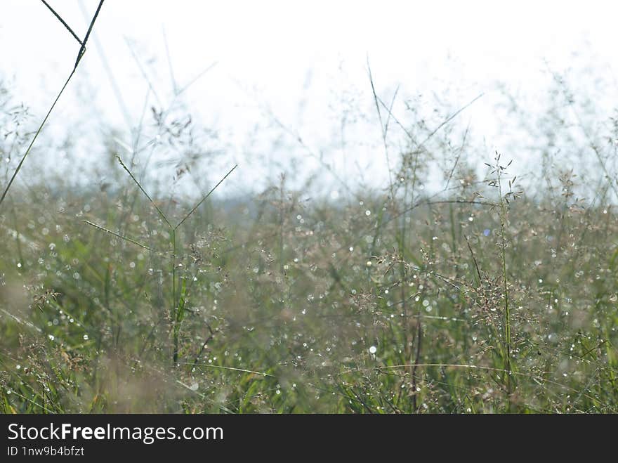 Dew On The Leave In The Morning