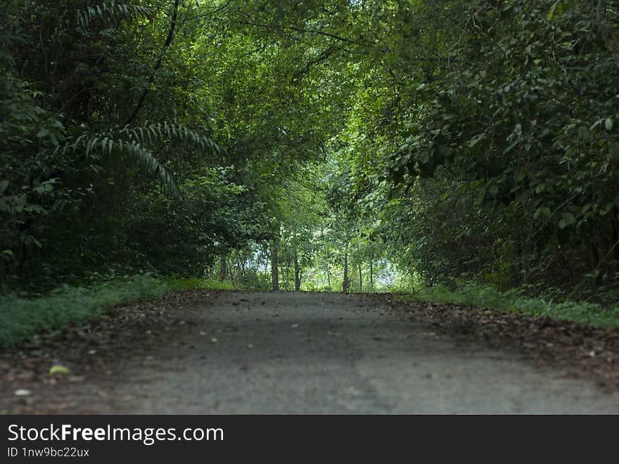 A road to somewhare in a forest