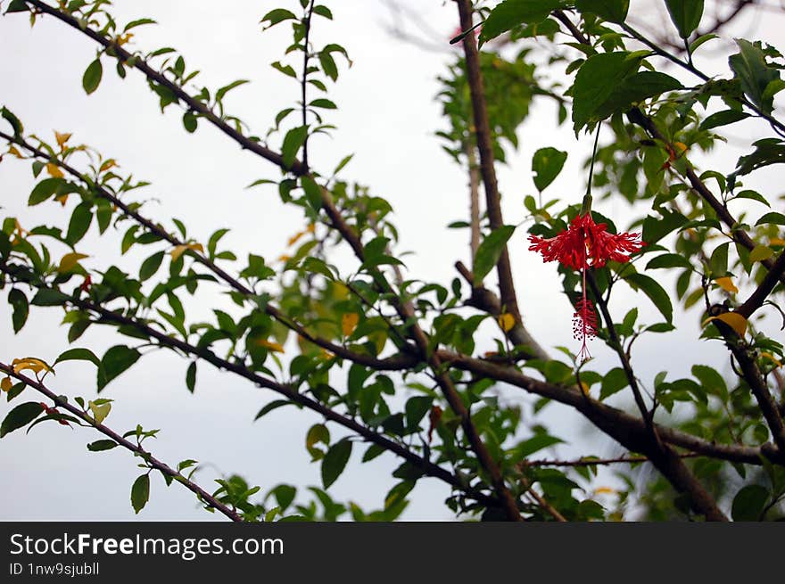 A hibiscus flower hanging from a tree