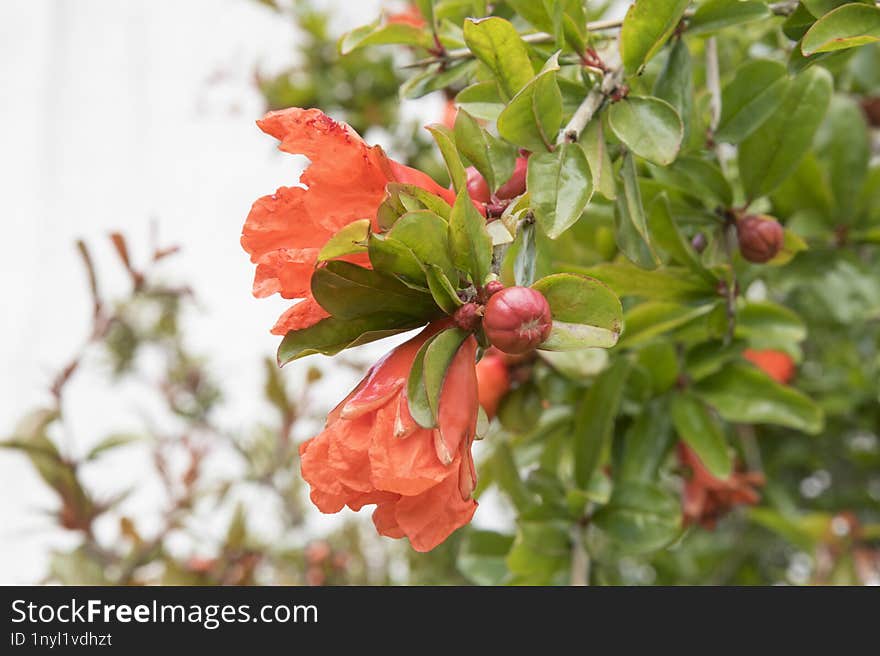 beautiful branch of pomegranate or Punica granatum fruit in spring.Fruit tree with bright green leaves and orange flowers