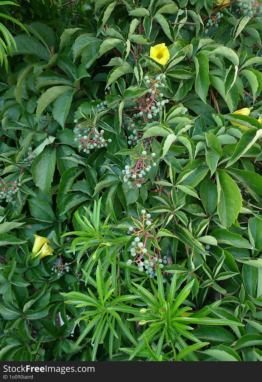 A Virginia creeper plant (Parthenocissus quinquefolia)