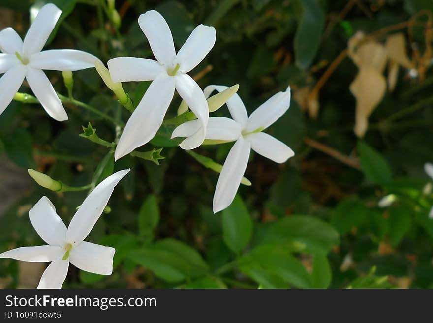 Fresh white jasmin in a spring garden at the morning