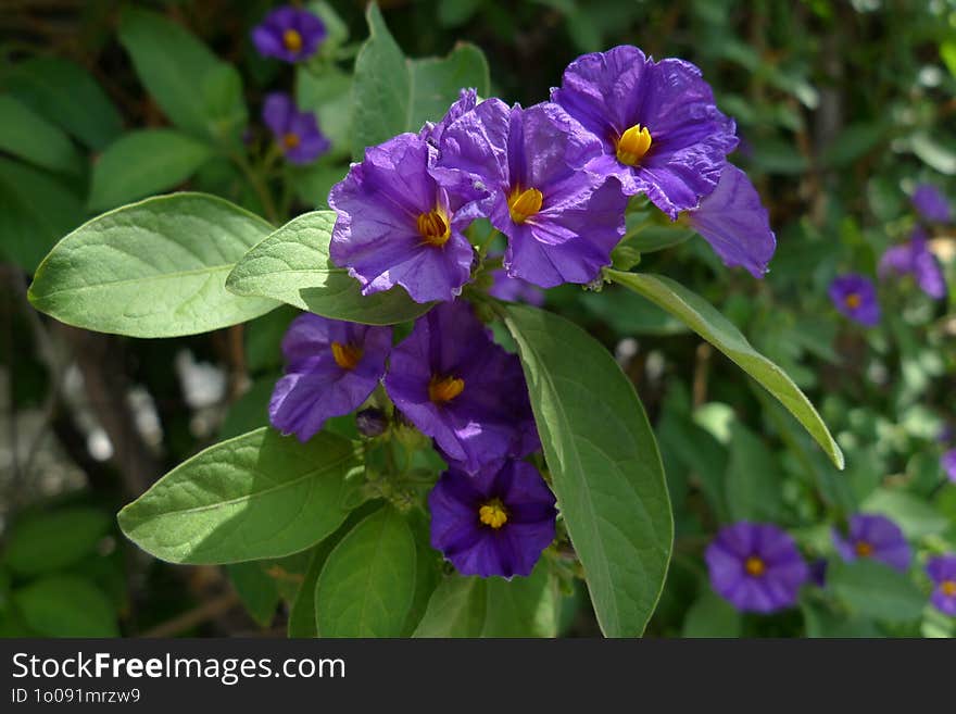 The flowers of the blue potato bush (Lycianthes rantonnetii), also known as the Paraguay nightshade or potato tree plant