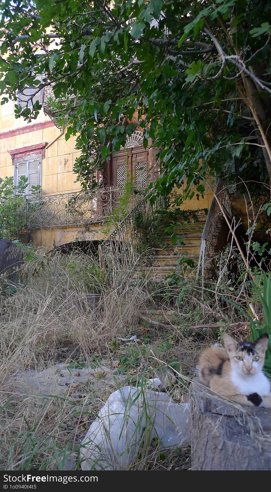 A colorful cat guards an abandoned house