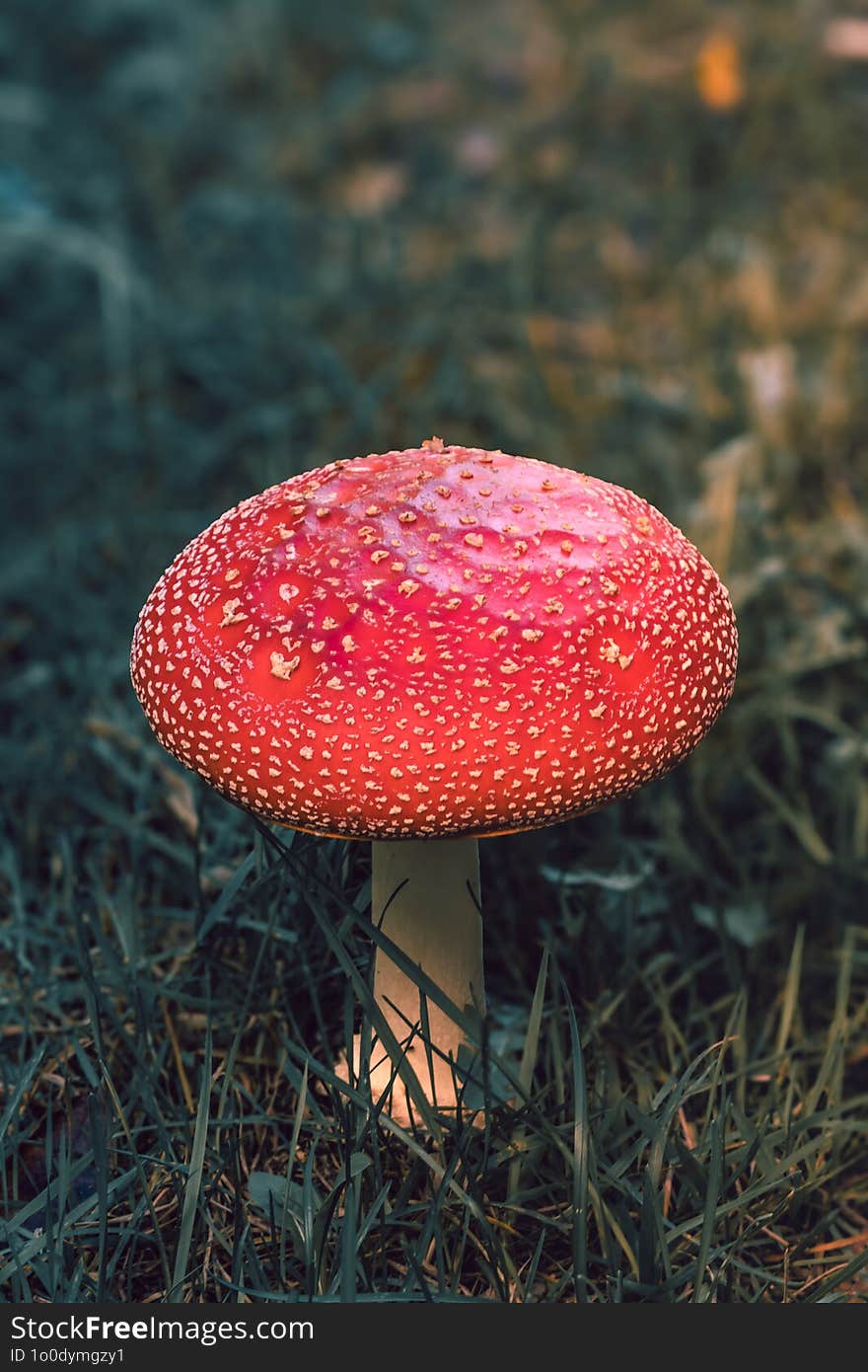 Family of hallucinogenic mushrooms fly agaric with bright red and orange caps with white flakes in autumn forest