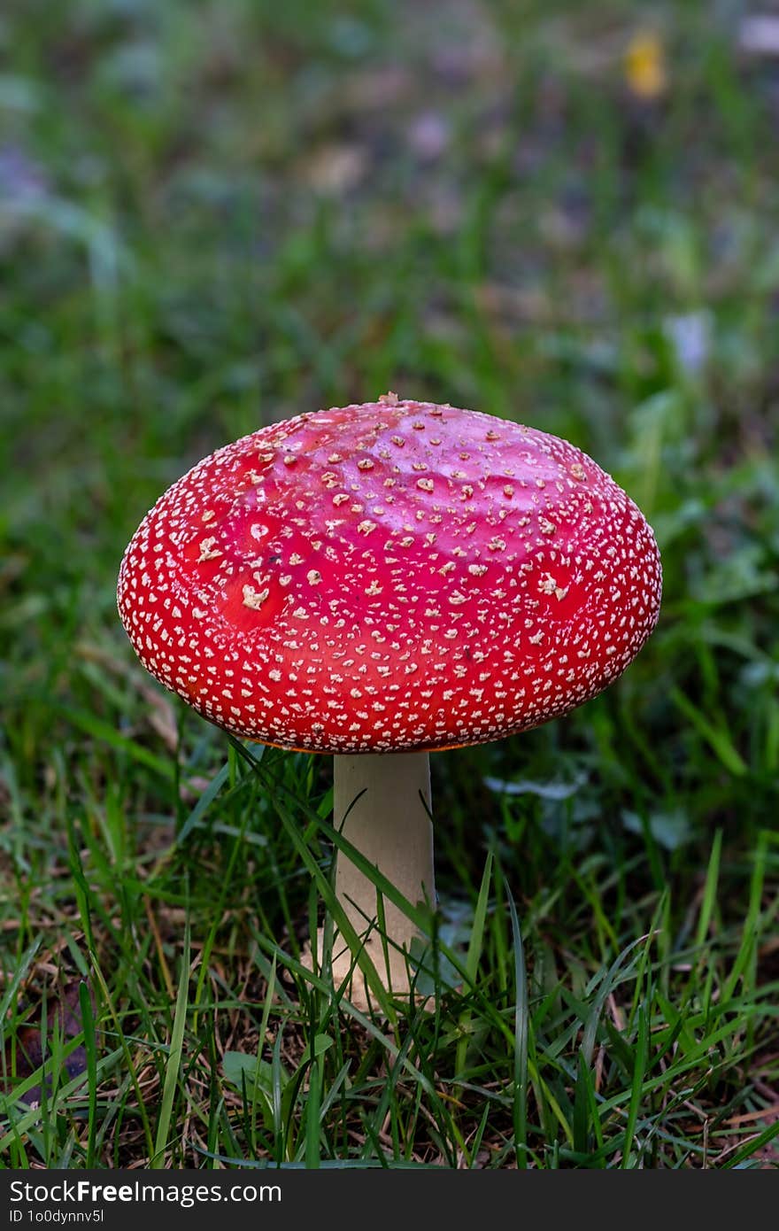 Family Of Hallucinogenic Mushrooms Fly Agaric With Bright Red And Orange Caps With White Flakes In Autumn Forest