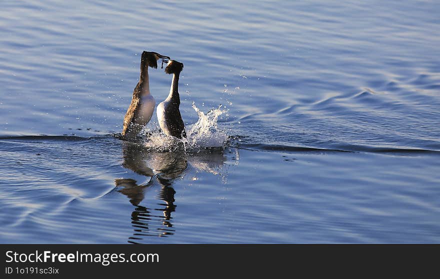 Parade of a couple of great crested grebes