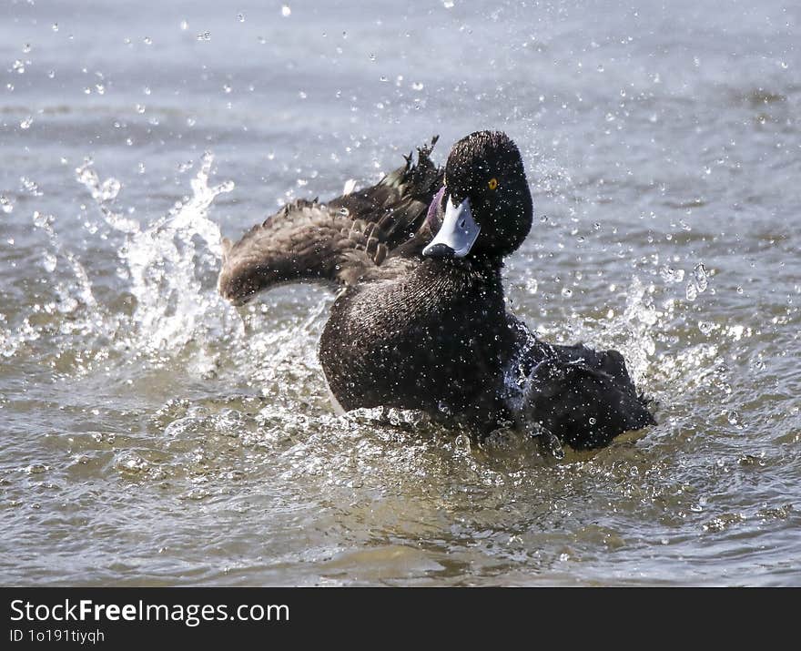 Portrait Of A Duck In Leman Lake