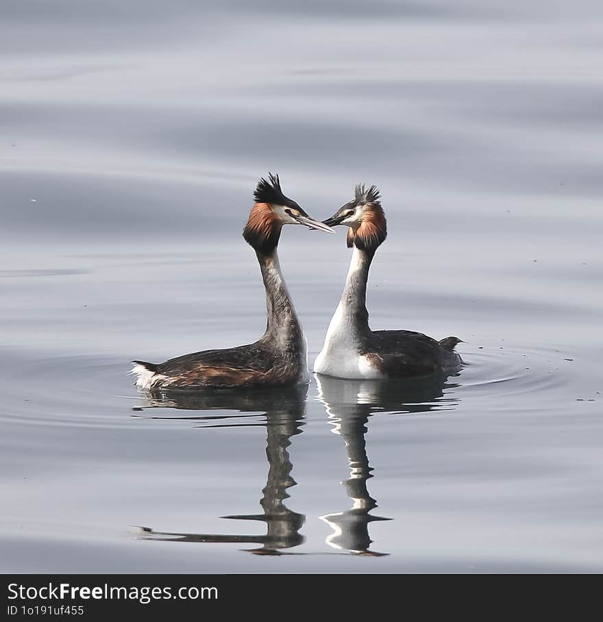 Parade Of A Couple Of Great Crested Grebes