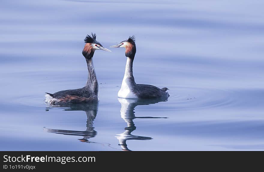 Parade of a couple of great crested grebes