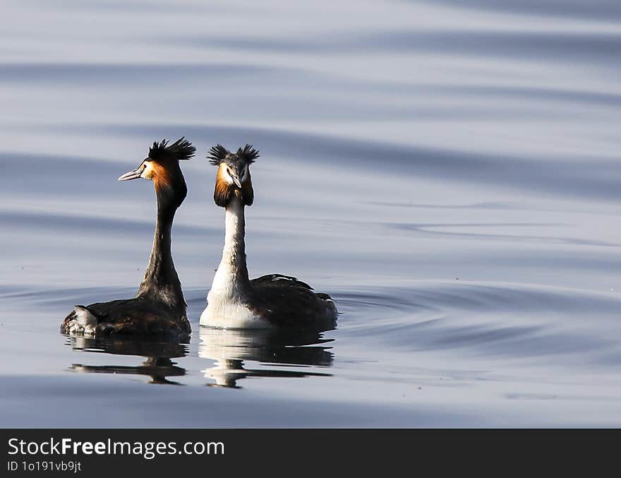 Parade Of A Couple Of Great Crested Grebes