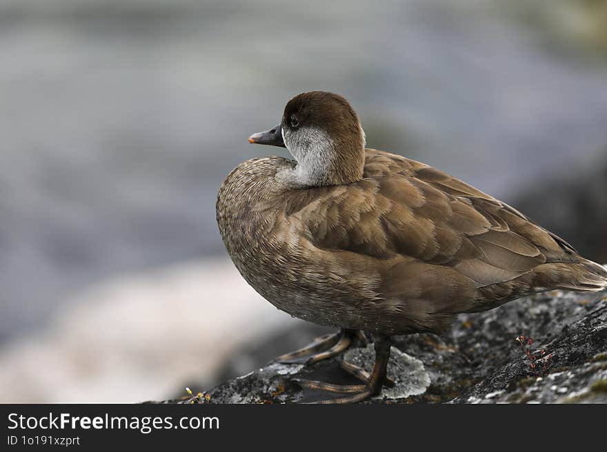 Portrait of a duck on a stone near Leman lake