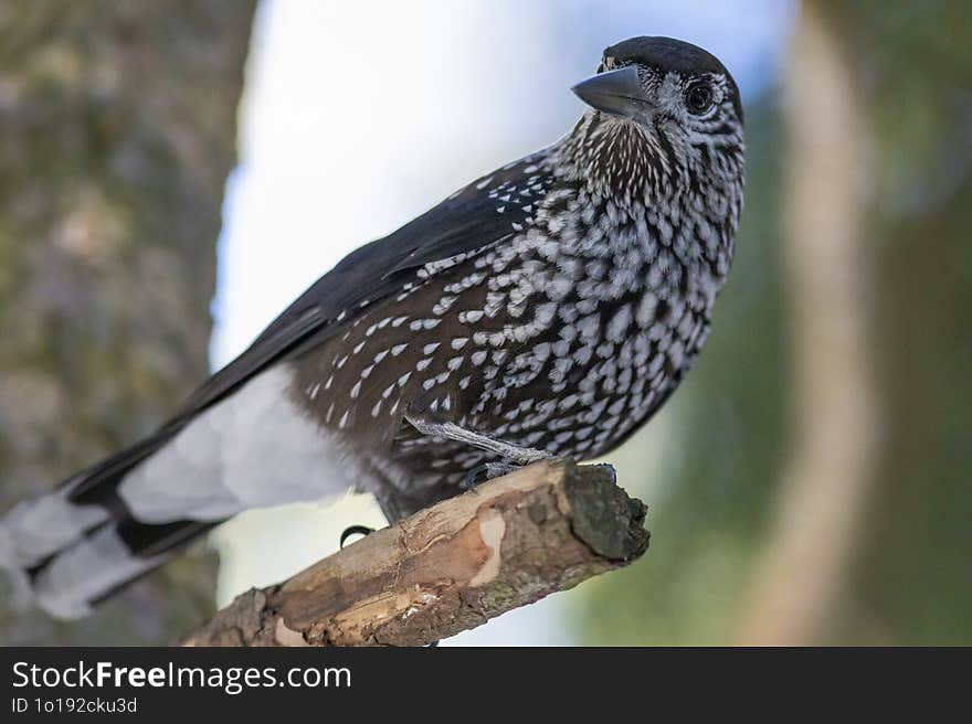 Portrait Of A Speckled Nutcracker