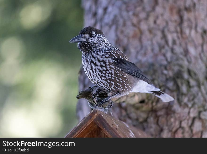 Portrait Of A Speckled Nutcracker