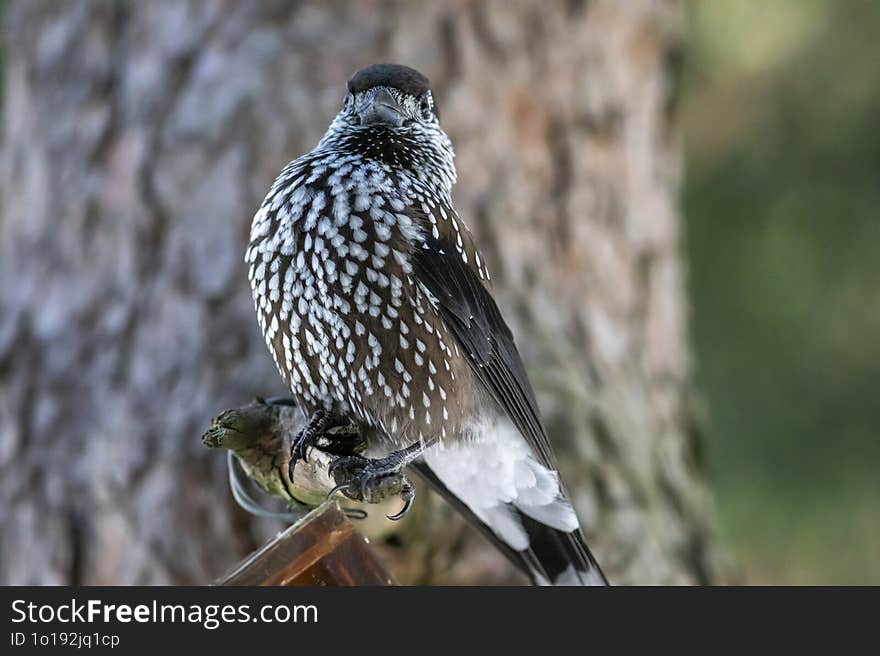 Portrait Of A Speckled Nutcracker