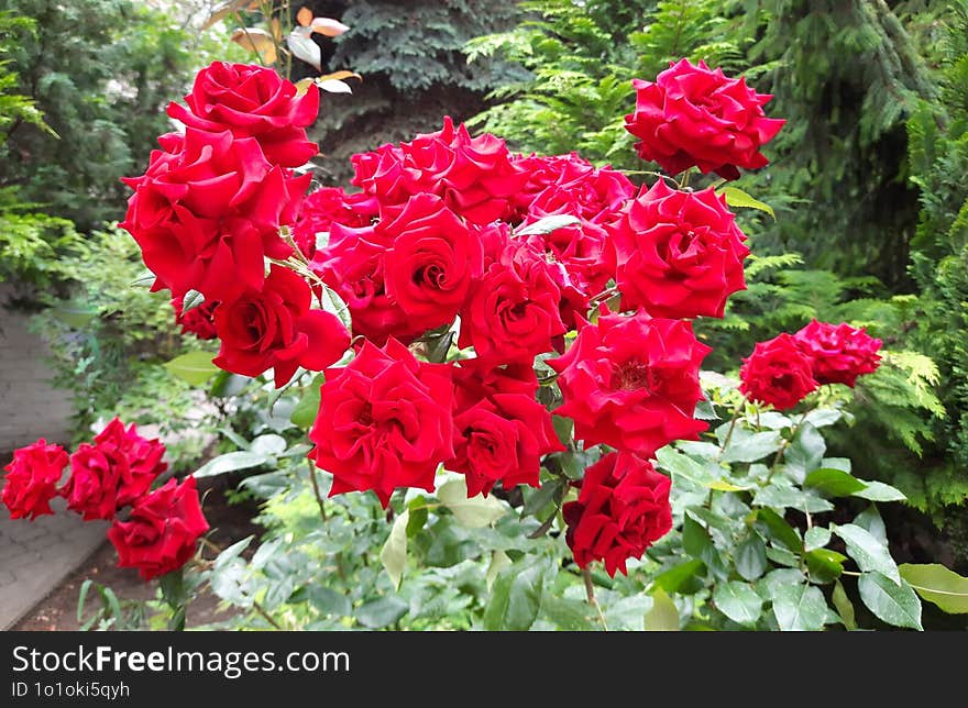 magnificent fragrant red roses with wavy petals