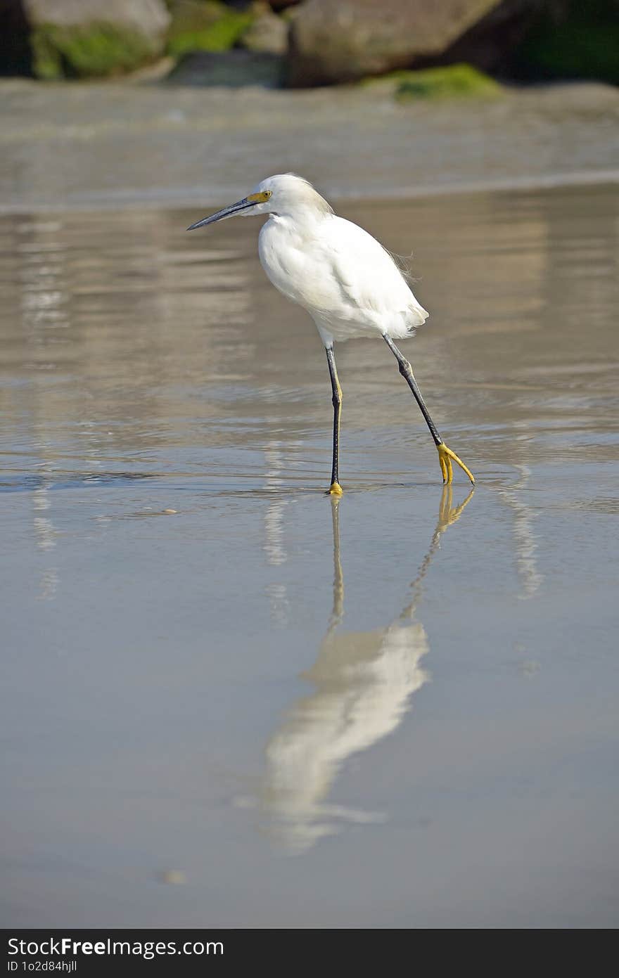 A Snowy Egret With A Hurt Leg, Its Image Mirrored In The Water At The Oceans Edge At Ponce Inlet, Beach Florida