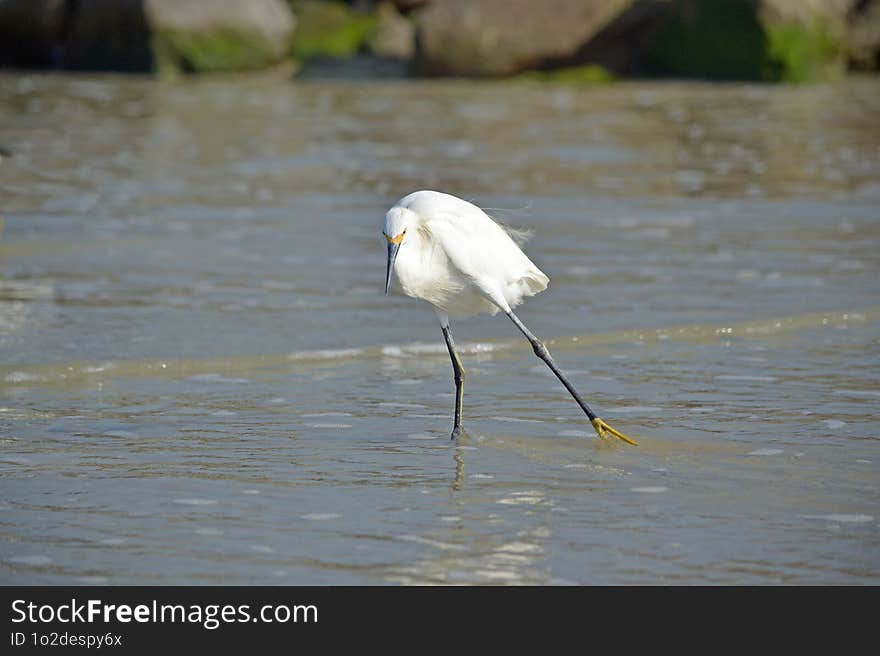 A Snowy Egret Standing In The Shallow Water Next To The Rock Jetty, With A Wounded Left Leg, At Ponce Inlet, Beach Florida