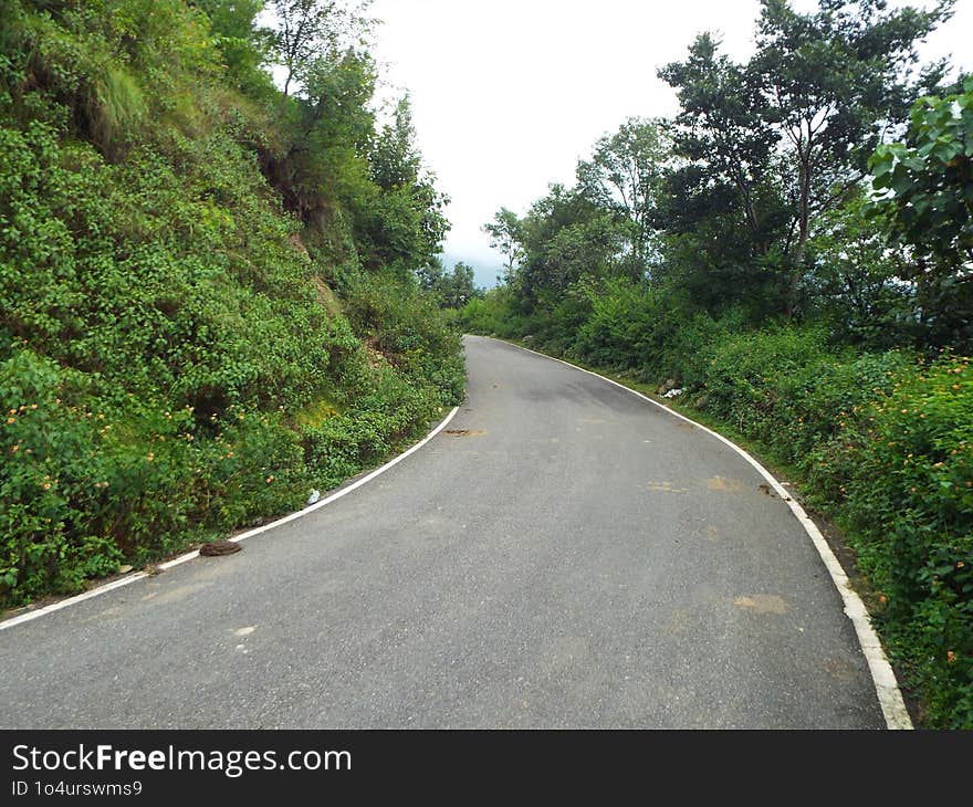 The Trees, Dark And Tall, Seem To Guard A Mountain Road.