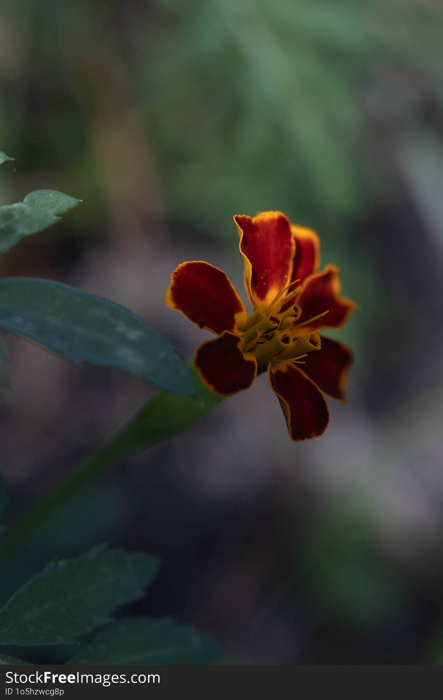 Marigold Flower On A Green Background