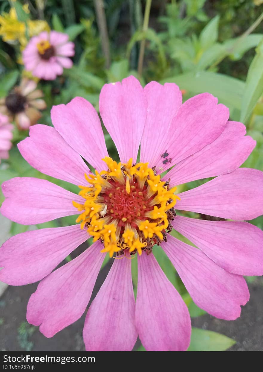 Zinnia flowers are flowers that originate from the American continent, and have many interesting varieties.