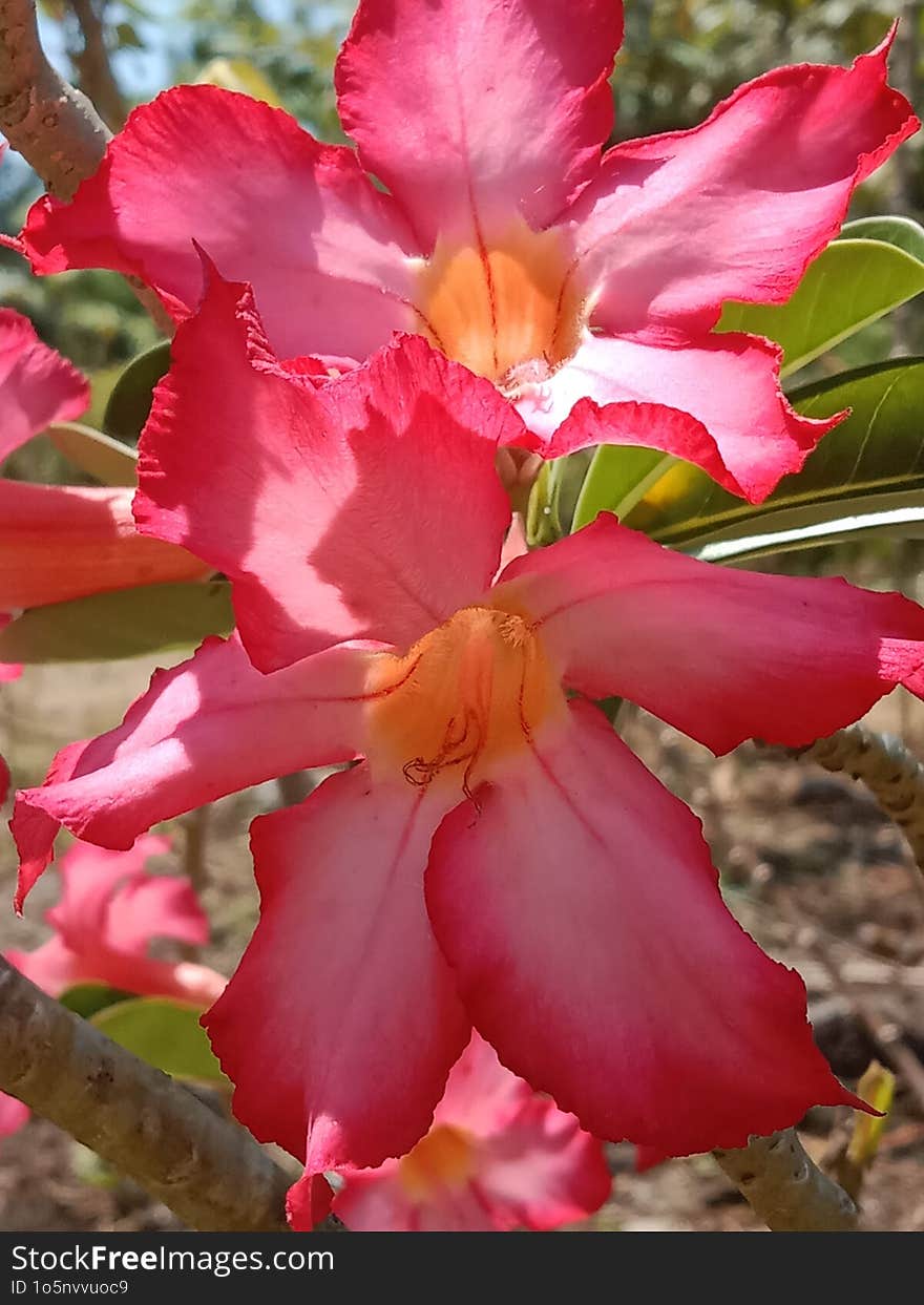 Nerium oleander is a flower that comes from Africa and Southeast Asia, flowers all year round and is resistant to hot weather. Nerium oleander is a flower that comes from Africa and Southeast Asia, flowers all year round and is resistant to hot weather.