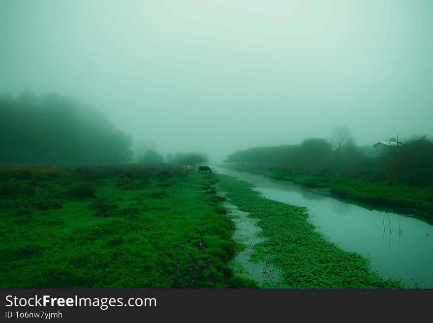 The wet lands, a small river though the city