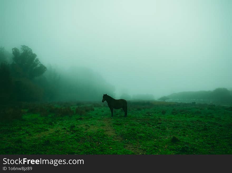 A Dark Horse, Posing For A Picture.