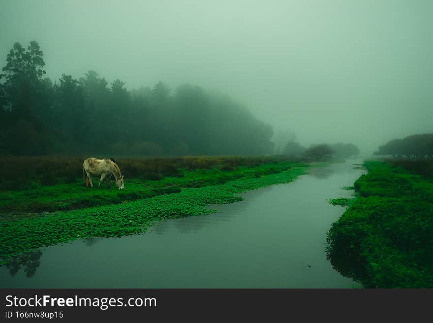 A thirsty horse in a green, lush enviromment.