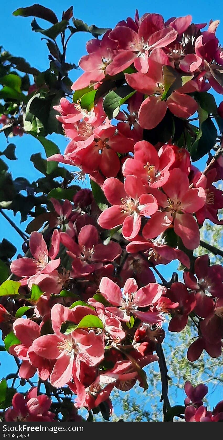 Beautiful Pink Flowers Of A Decorative Apple Tree On A Background Of Green Leaves