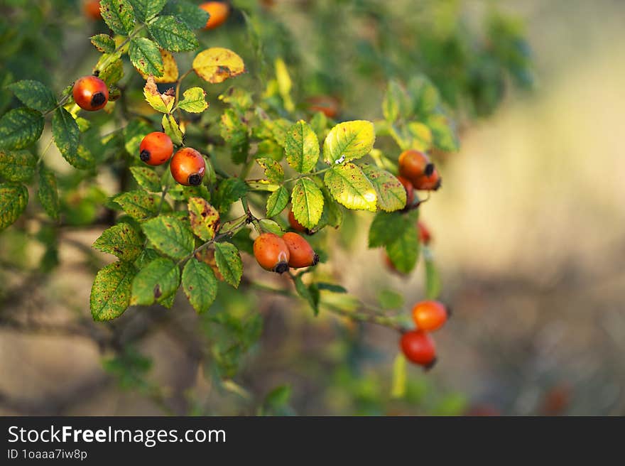 Rosa Canina - Orange Rosehip Fruits Growing On Branches With Green Leaves, Beautiful Soft Bokeh In The Background