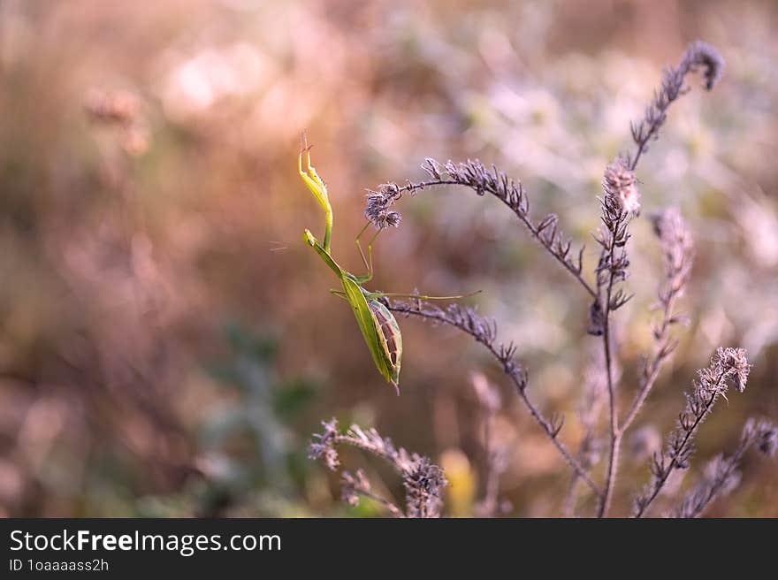 Mantis Sitting On A Dry Meadow Flower Growing On A Steppe Meadow With A Beautiful Background